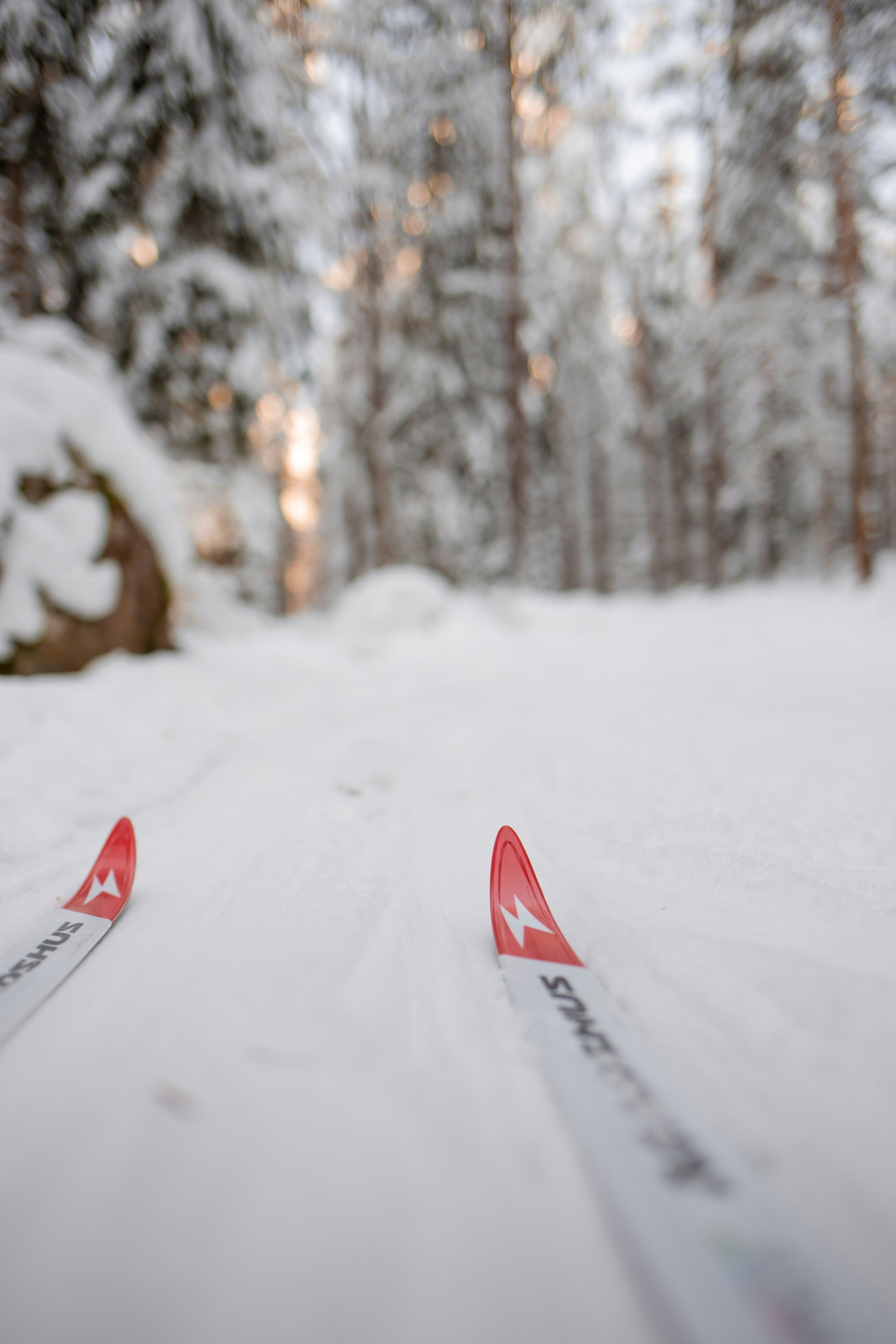 Langrend i Norge: De 8 Bedste Destinationer Og Komplet Guide